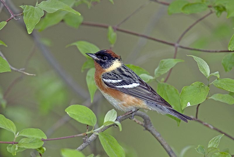 BAY-BREASTED WARBLER