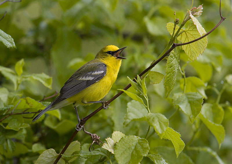 BLUE-WINGED