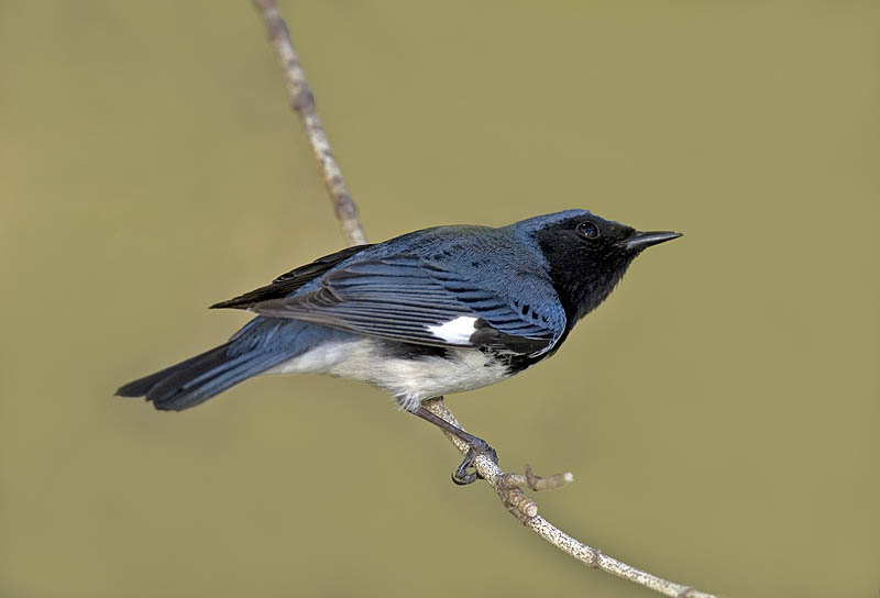 BLACKTHROATED BLUR