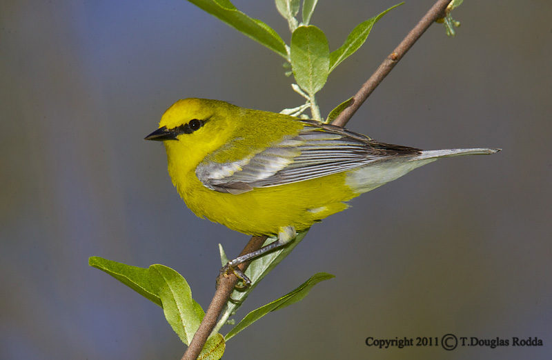 BLUEWING WARBLER