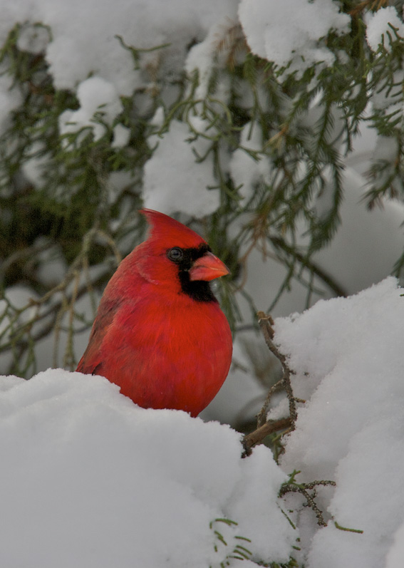 NORTHERN CARDINAL