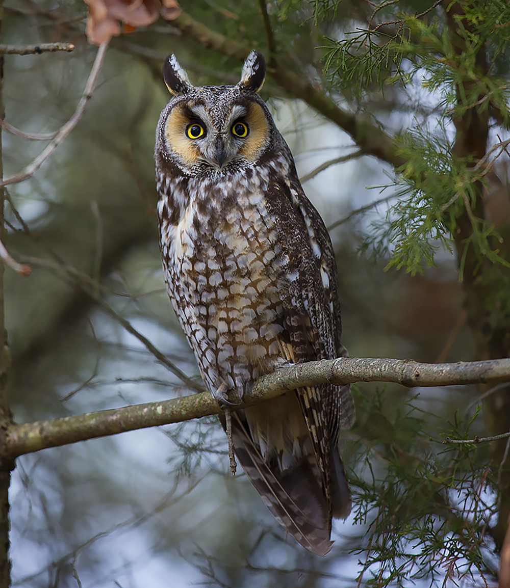 long eared owl