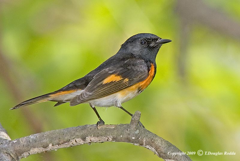 REDSTART 2