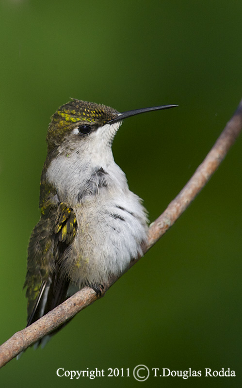 RUBY THROAT RODDA