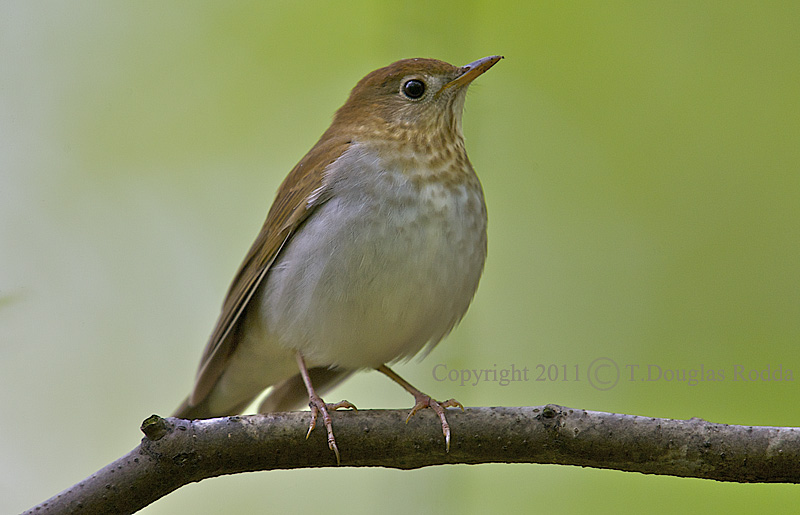 veery