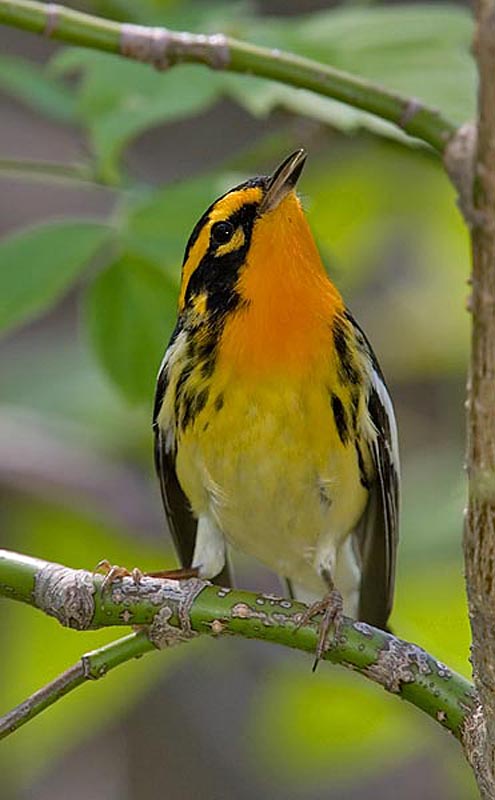 BLACKBURNIAN WARBLER