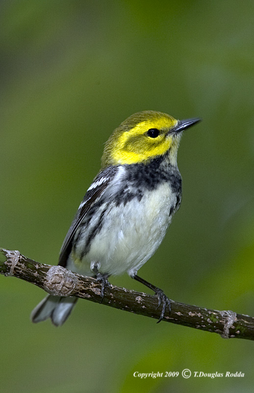 BLACKTHROATED GREENF