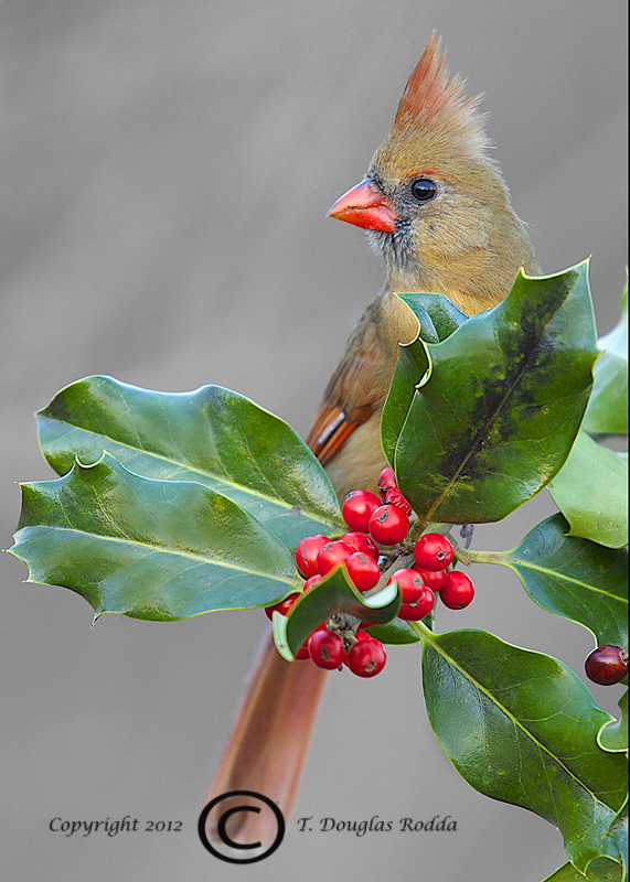 Cardinal and Holly