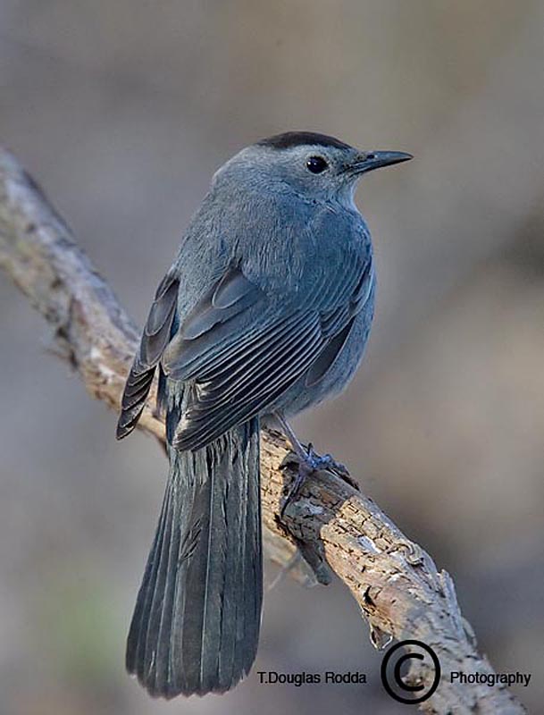 CATBIRD