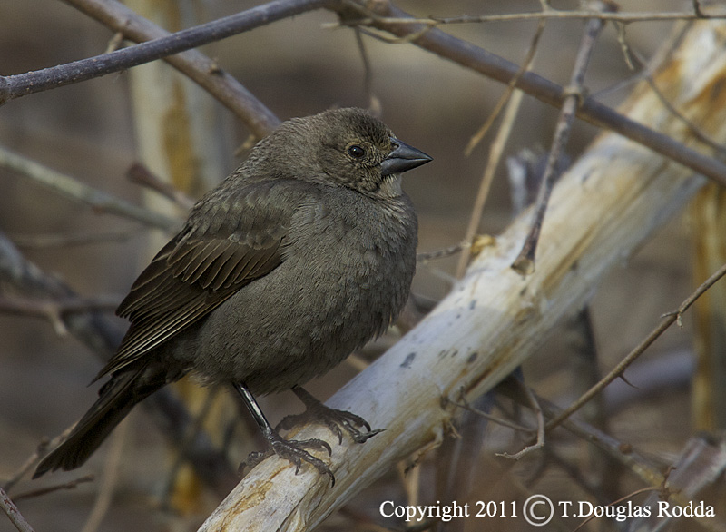 COWBIRD