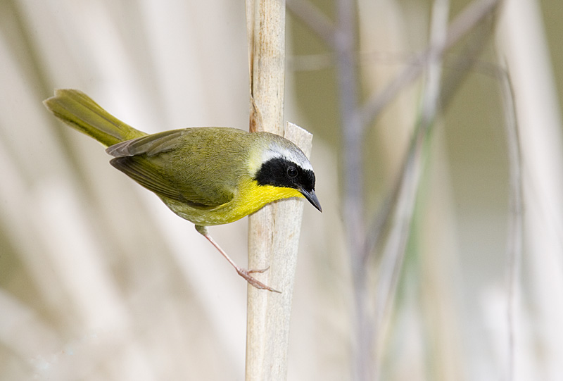 COMMON YELLOWTHROAT