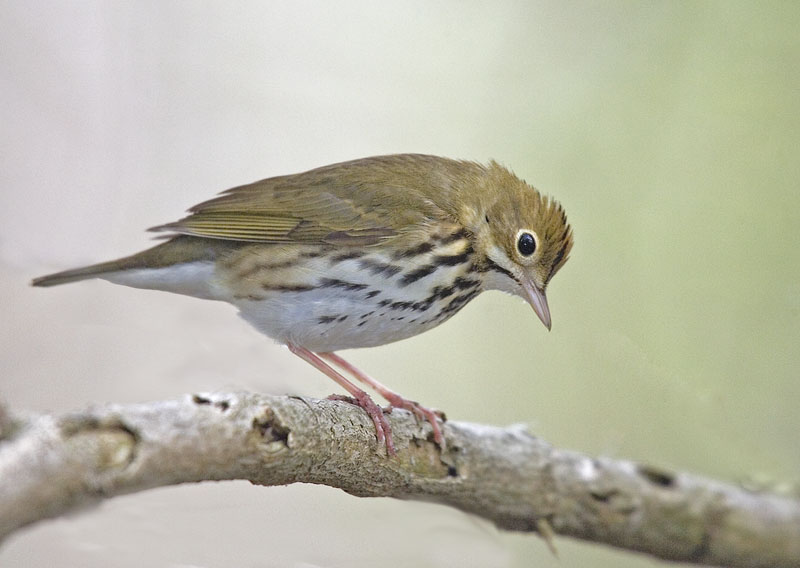 OVEN BIRD