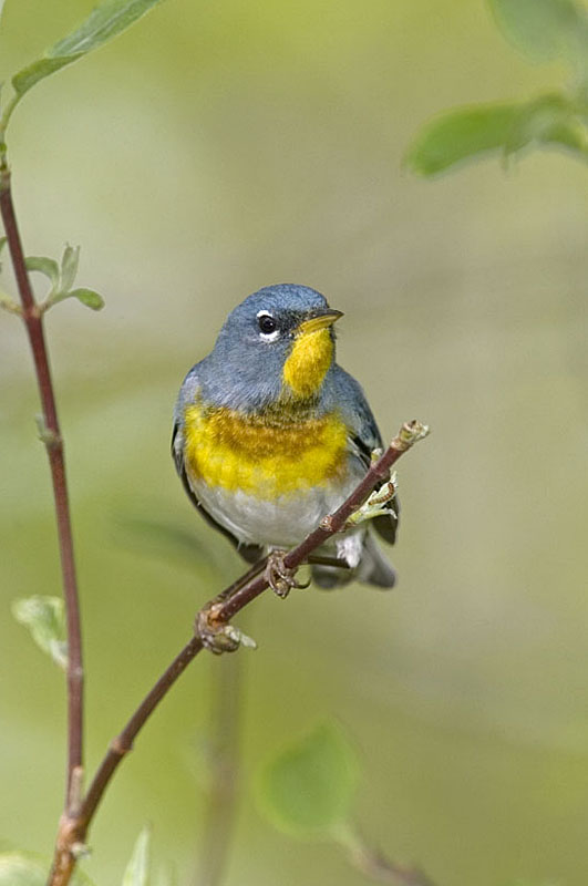 N PARULA