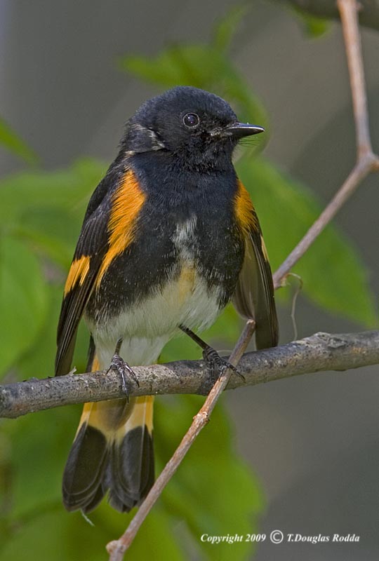 REDSTART