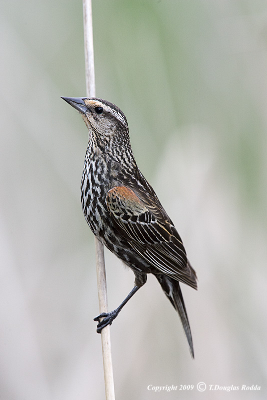 REDWING BLACKBIRD