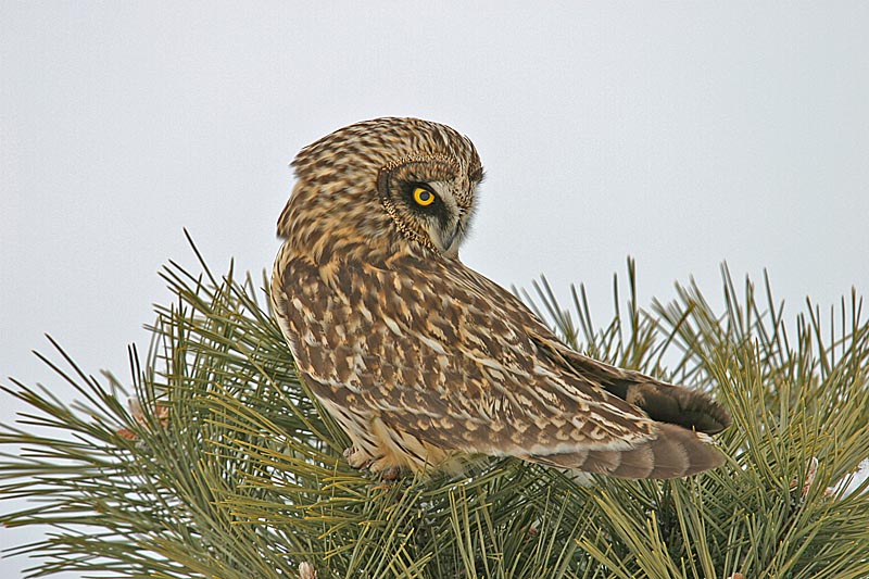 Short-eared Owl