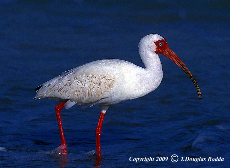 WHITE IBIS