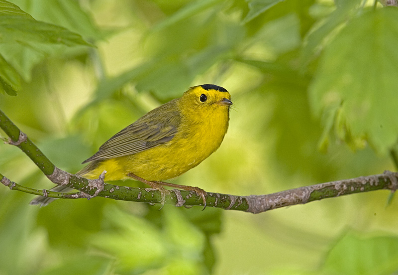 WILSONS WARBLER