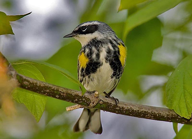 YELLOW RUMPED